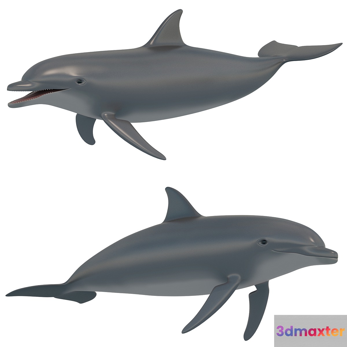 Dolphin bottlenose dolphin