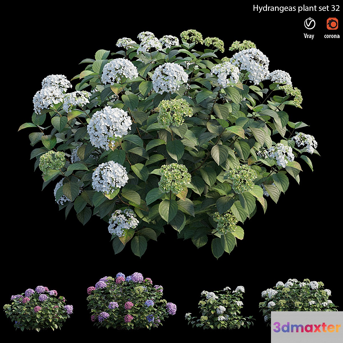 Hydrangea Plant set 32 3D Max