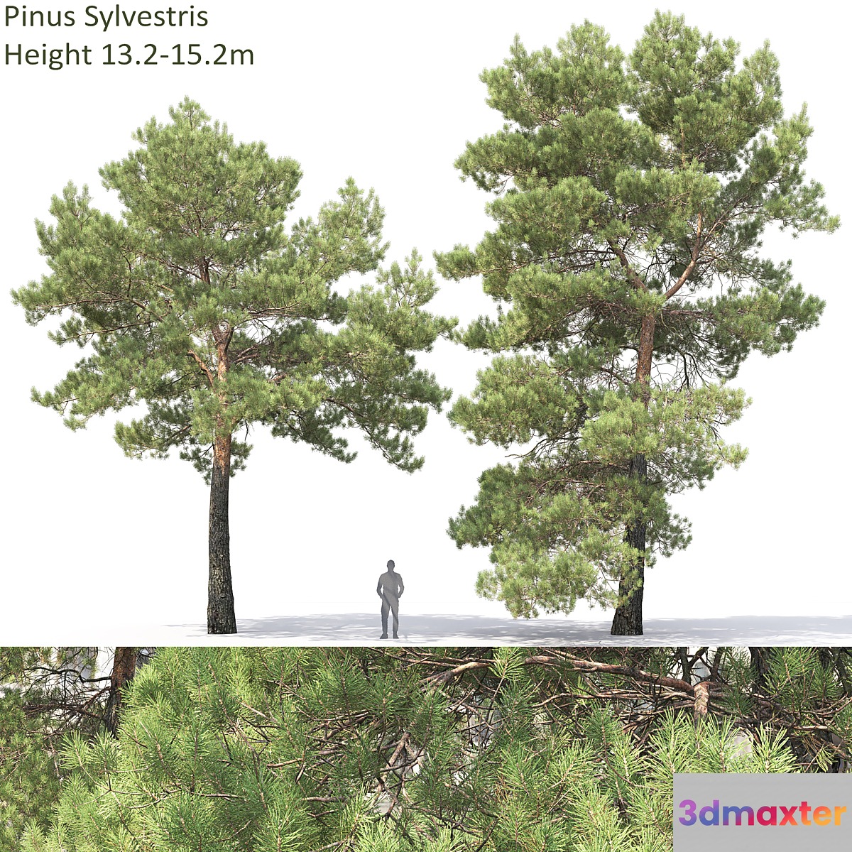 Pine 3D Max