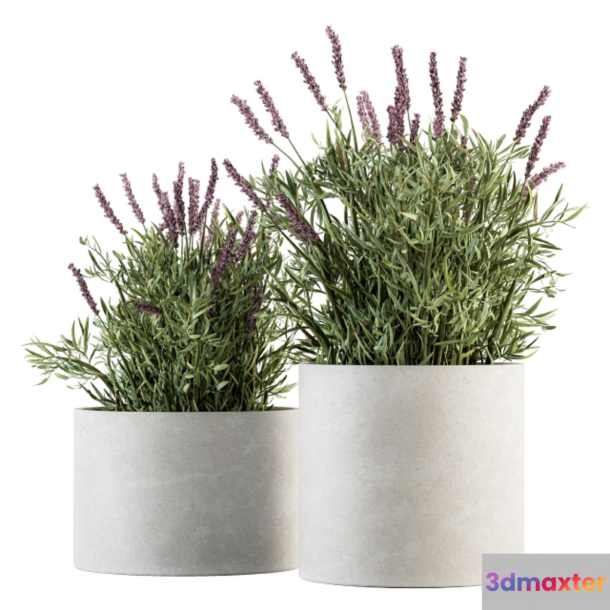 indoor Plant Set 183 - Lavender Bush