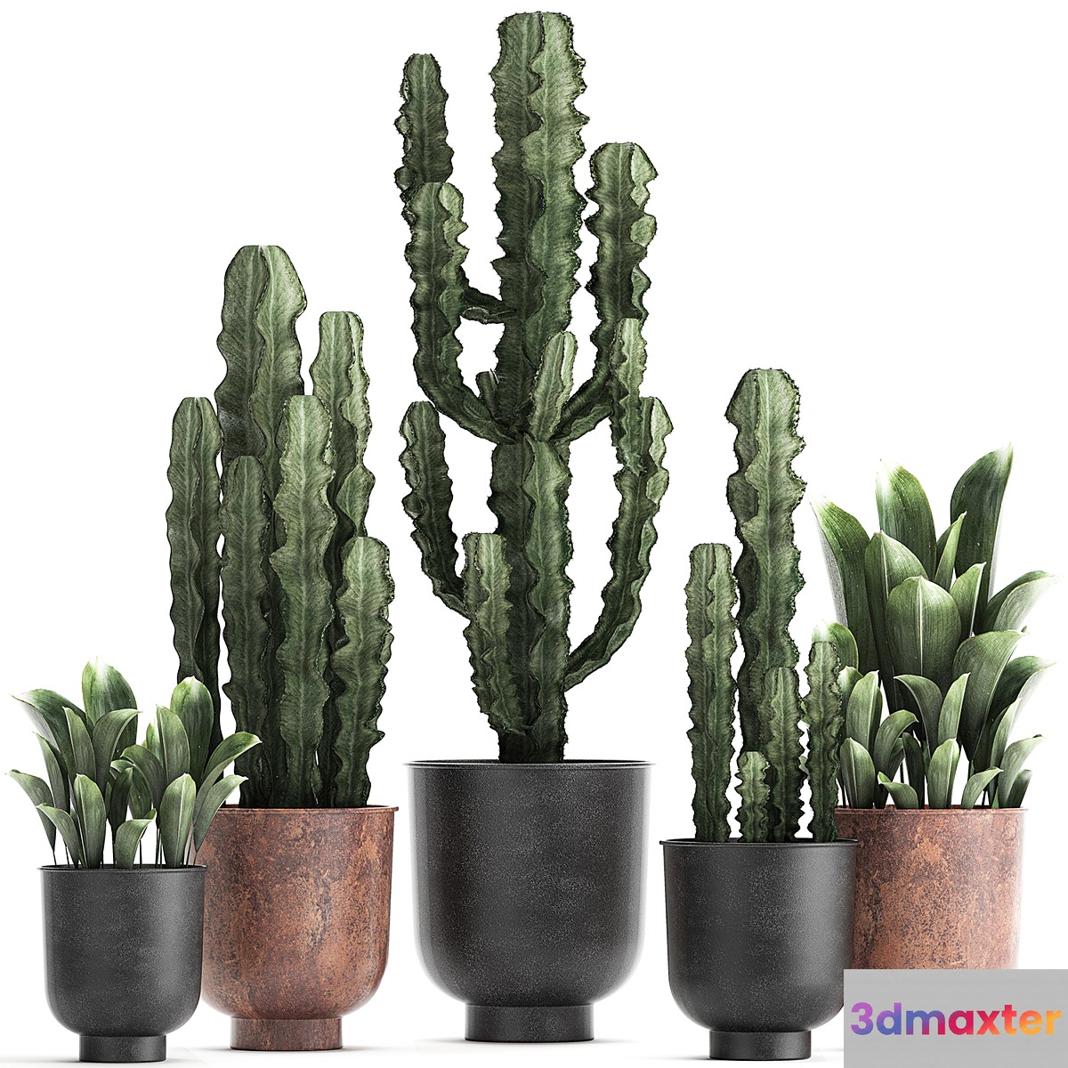 Collection of plants in black pots Cactus Cereus. Set 839. 3D Max