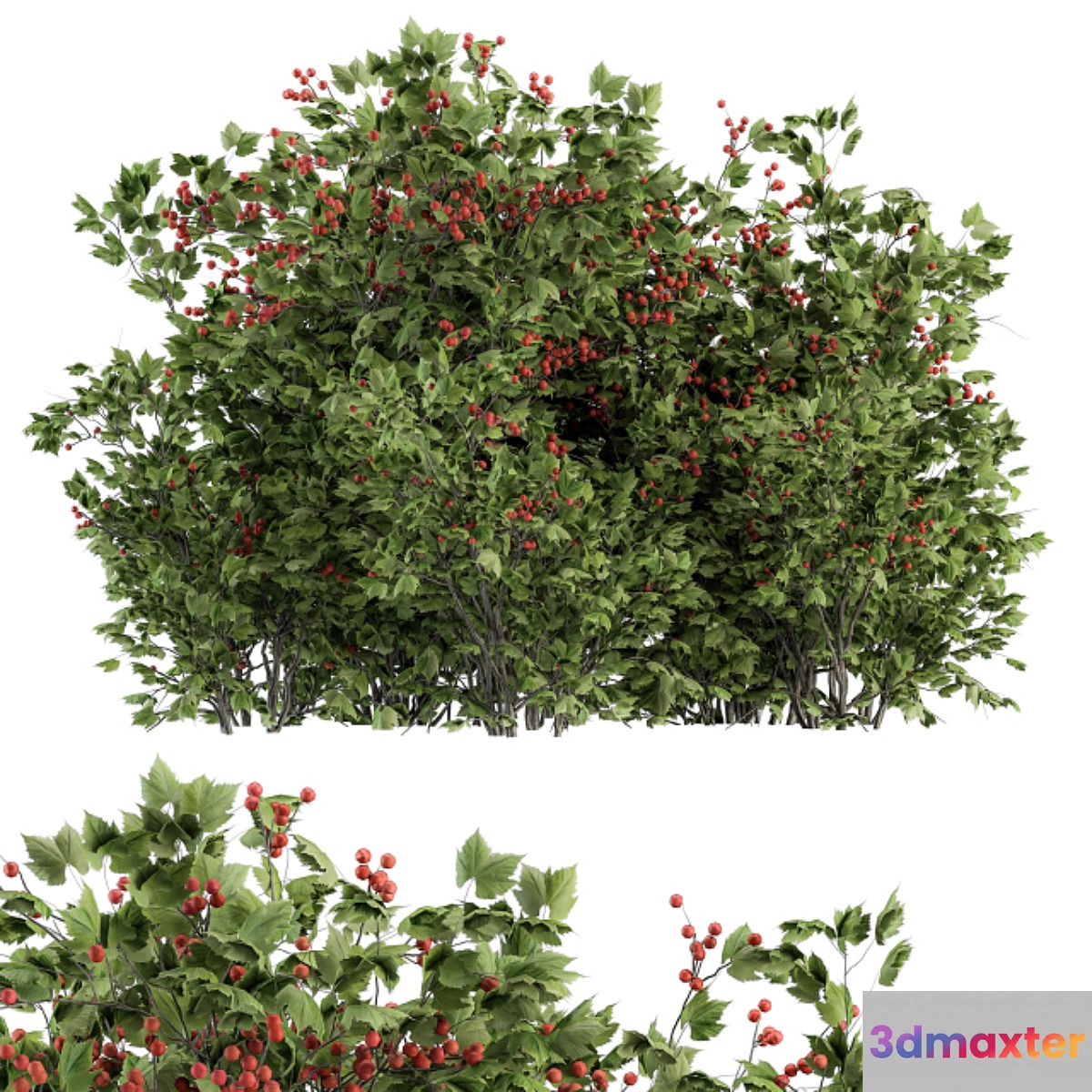 Berry Bush - Bush Set 17 3D Max