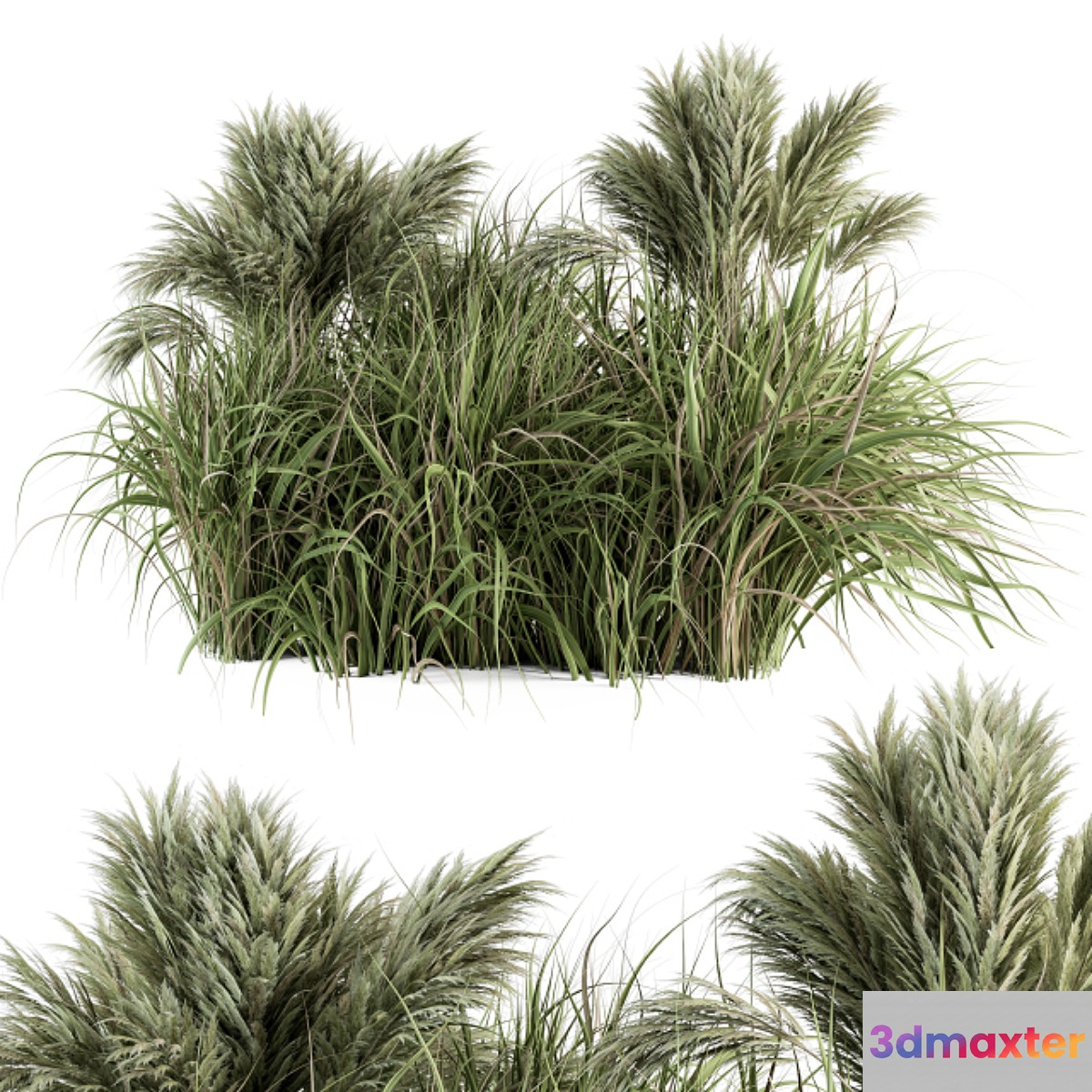 Pampas Bush - Bush Set 21 - No.3 3D Max