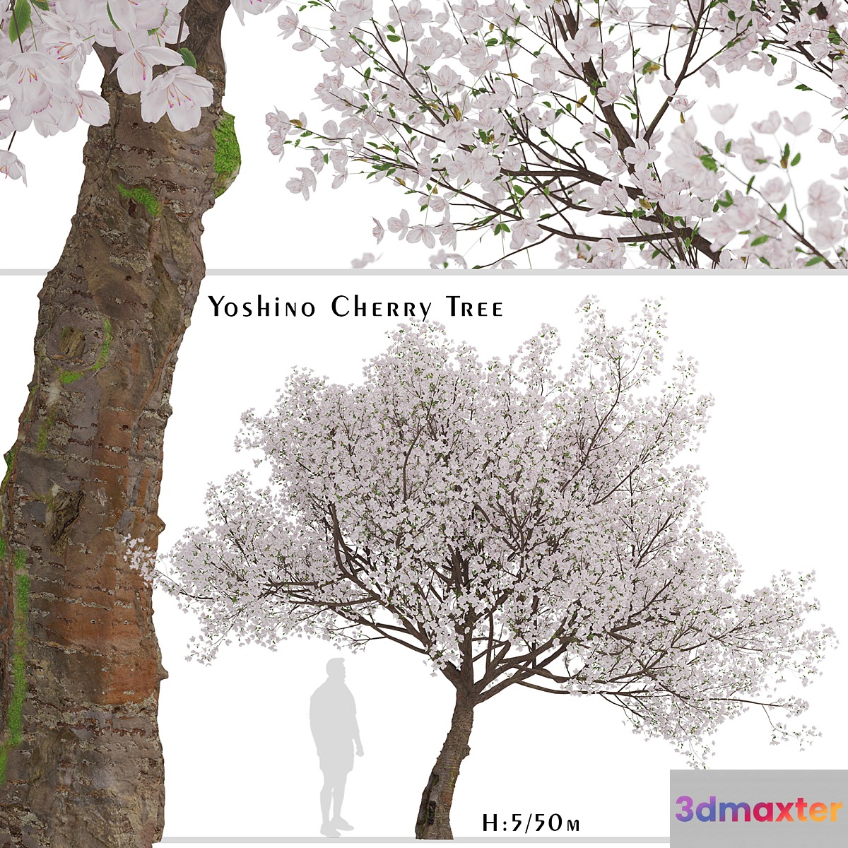 Yoshino Cherry Tree (Prunus yedoensis) (1 Tree) 3D Max