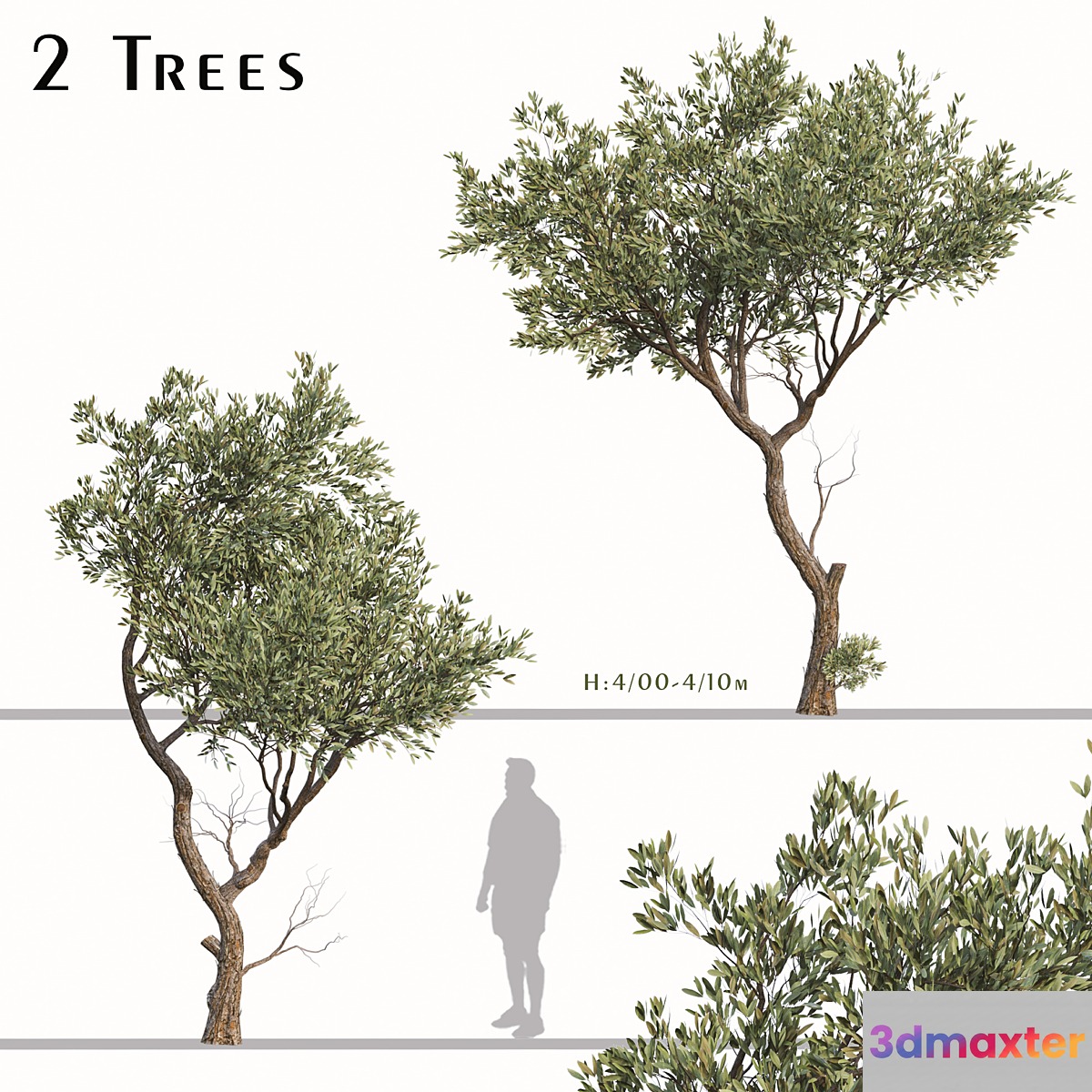 Set of Fruitless Olive Trees (Olea Europaea) (2 Trees) - No.2 3D Max