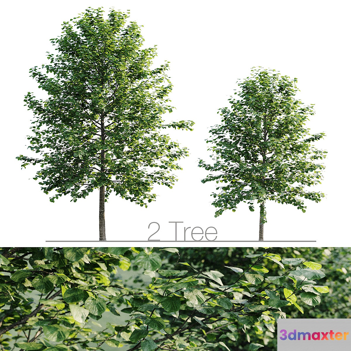 Tilia platyphyllos 8.5m and 6.3m - No.3