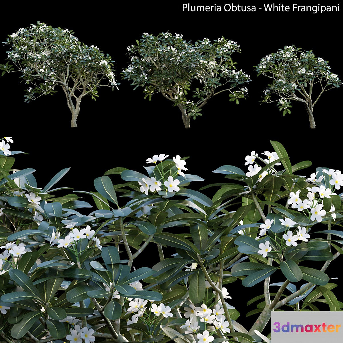 Plumeria Obtusa - White Frangipani - 01 3D Max