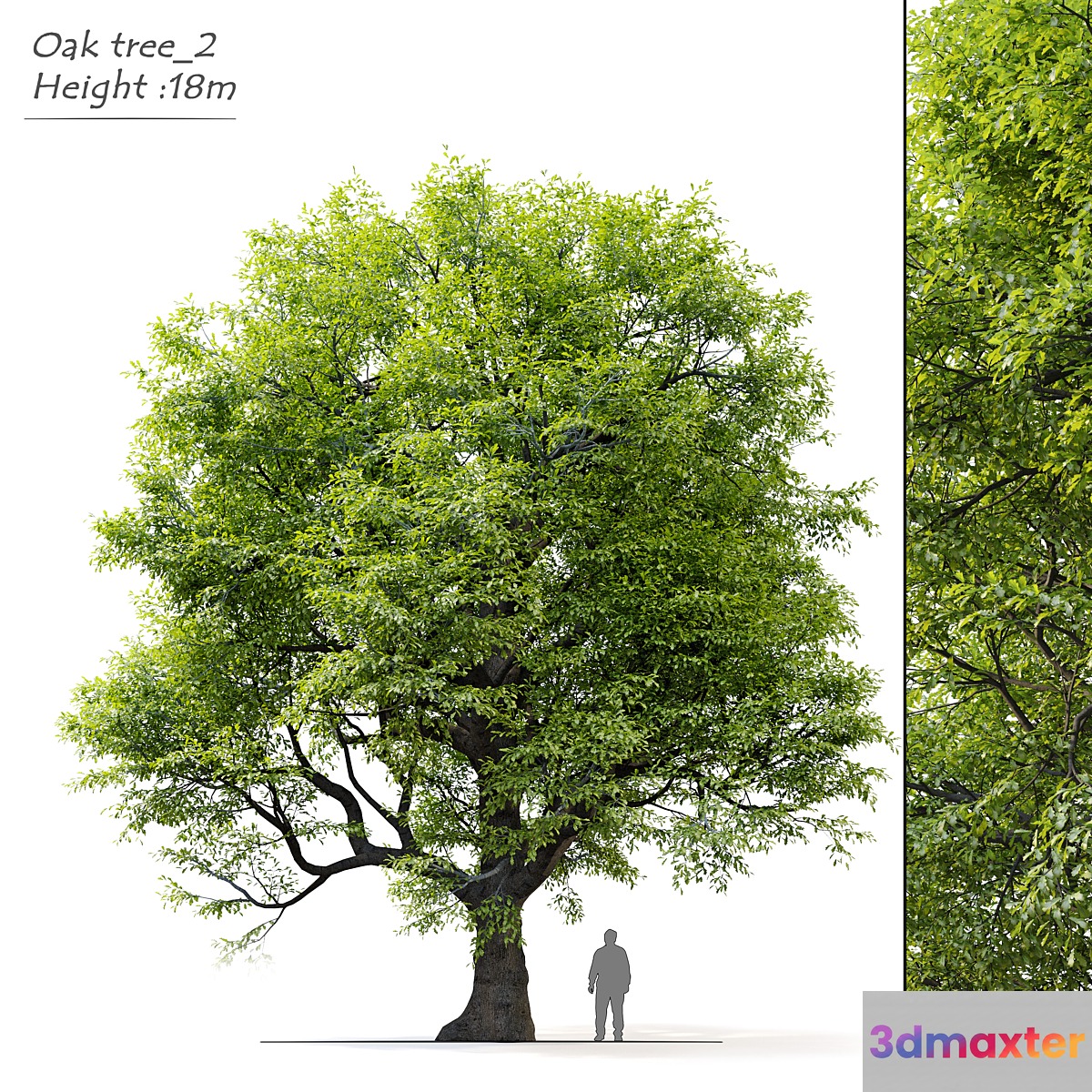 Old oak tree 3D Max