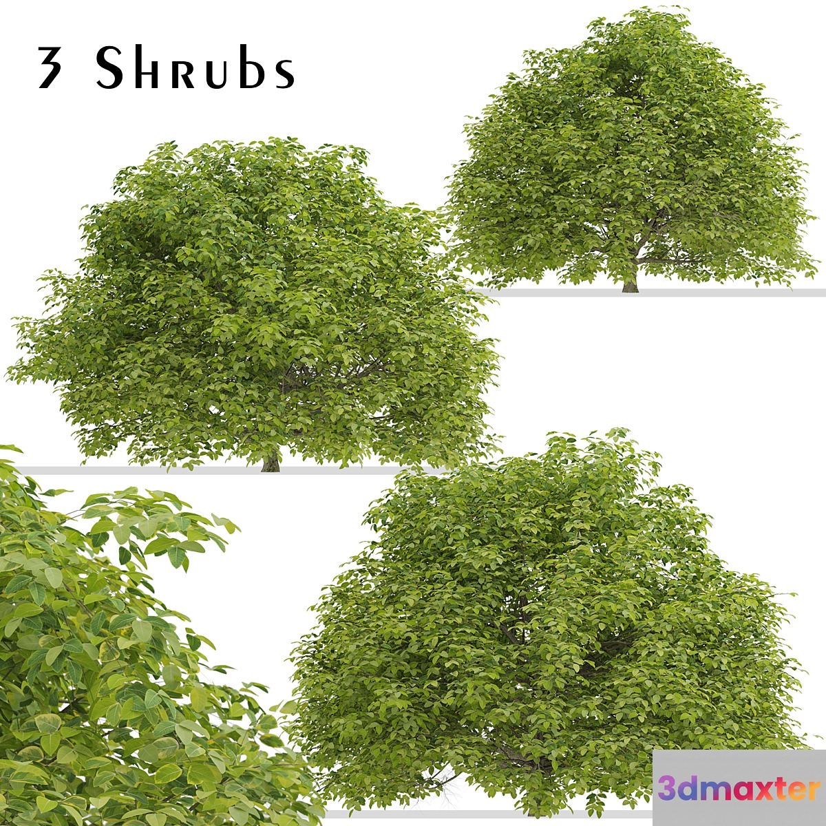 Set of Euonymus japonicus Shrubs (Evergreen spindle) (3 Shrubs) 3D Max