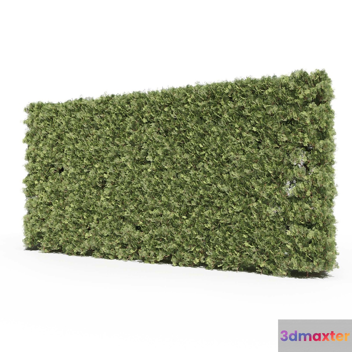 Thuja # 3 (Thuja # 3) 3D Max