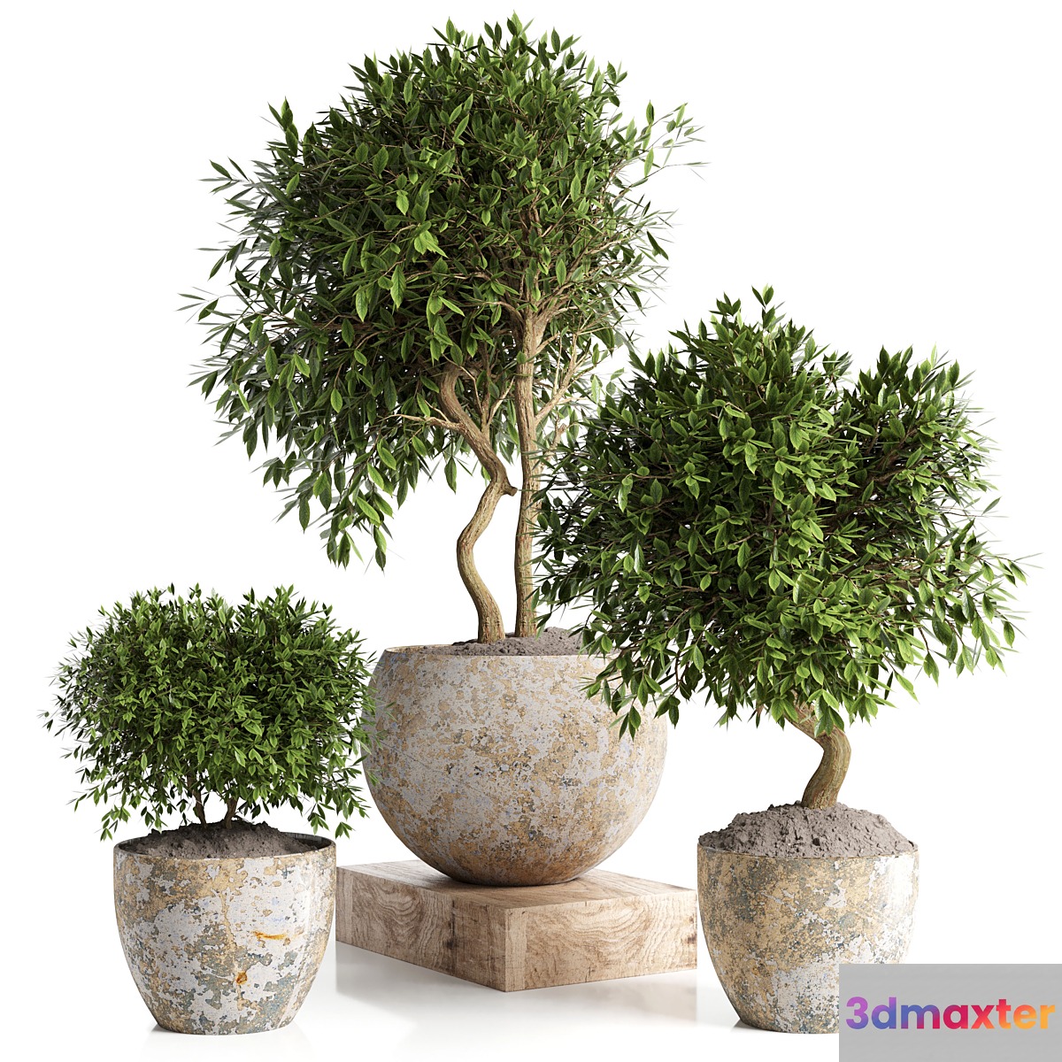Outdoor plant in concrete pot 12 3D Max