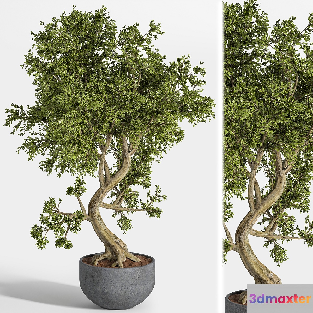 plant bonsai 01 3D Max