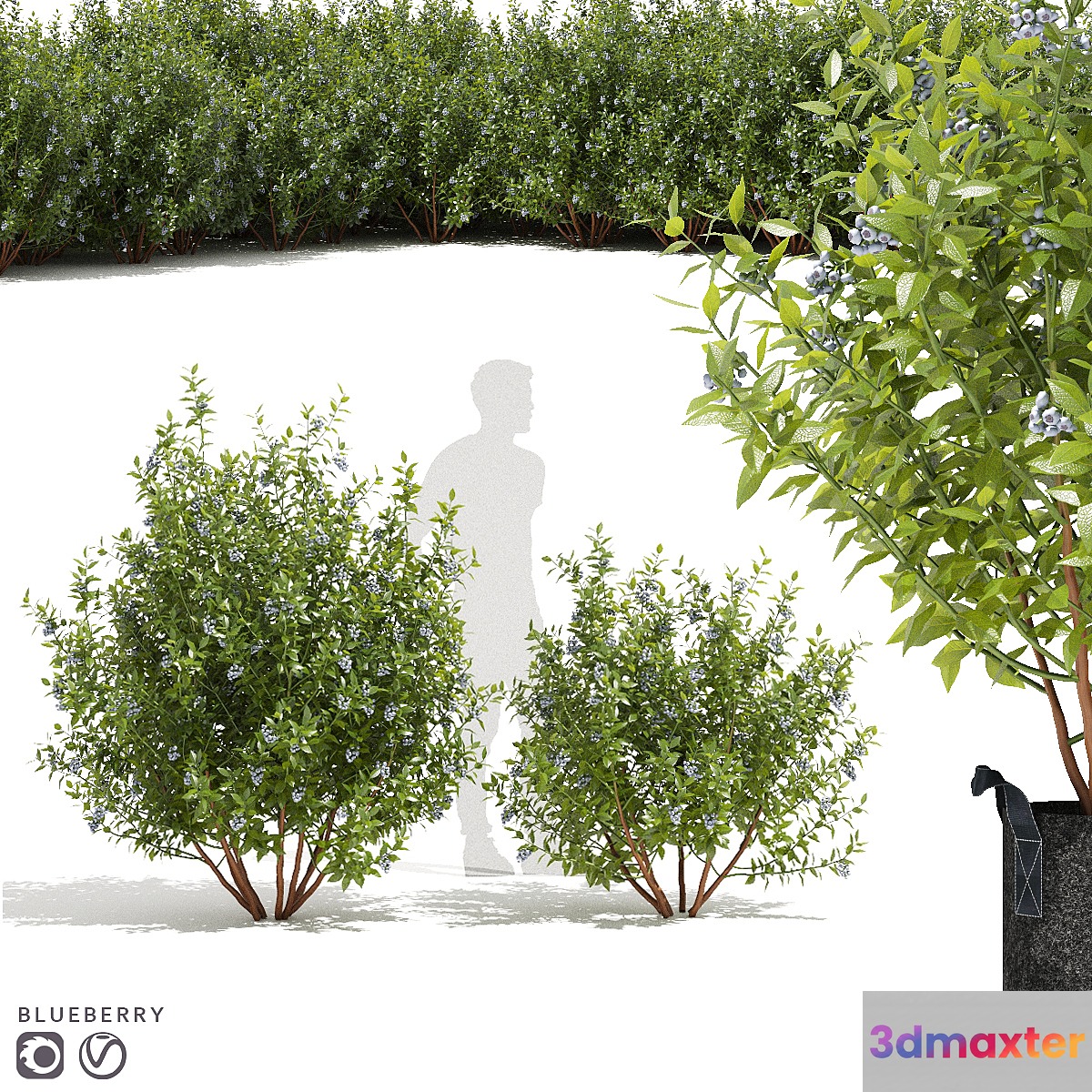 Blueberry bushes | Blueberry