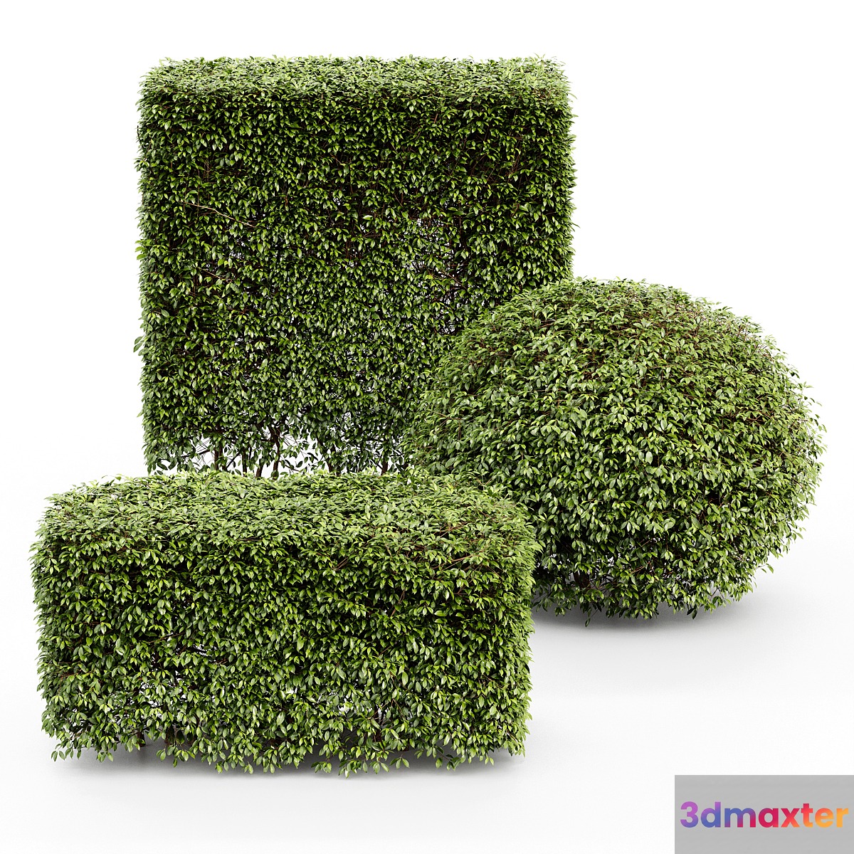 Dwarf Yaupon Holly - Spherical + Box hedge 3D Max