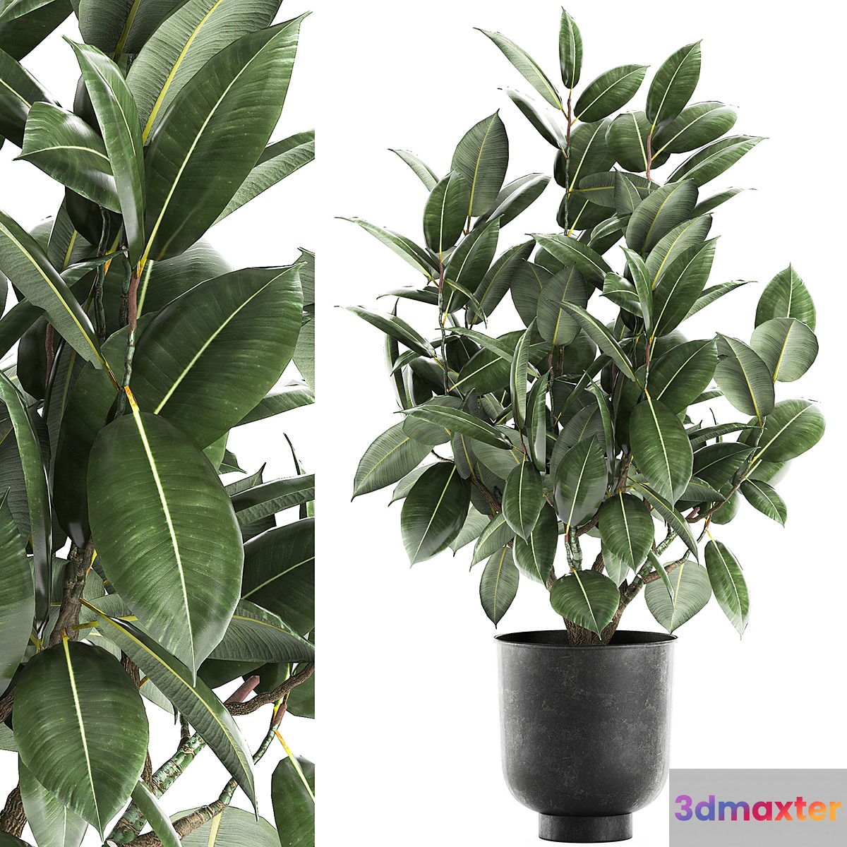 Decorative lush small tree with leaves in a black pot Ficus rubberiferous robusta elastic . 852.