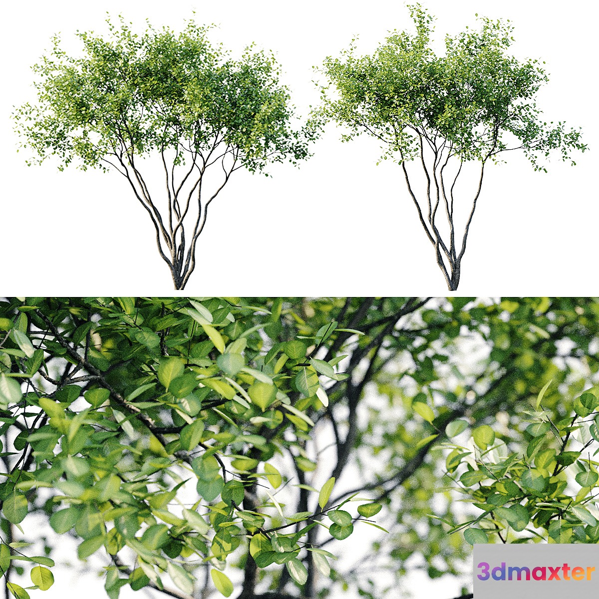Amelanchier 4m 3D Max