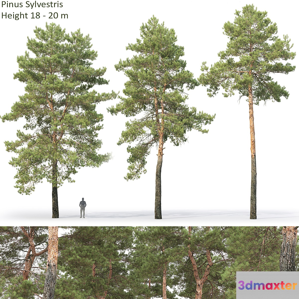Pine - No.80