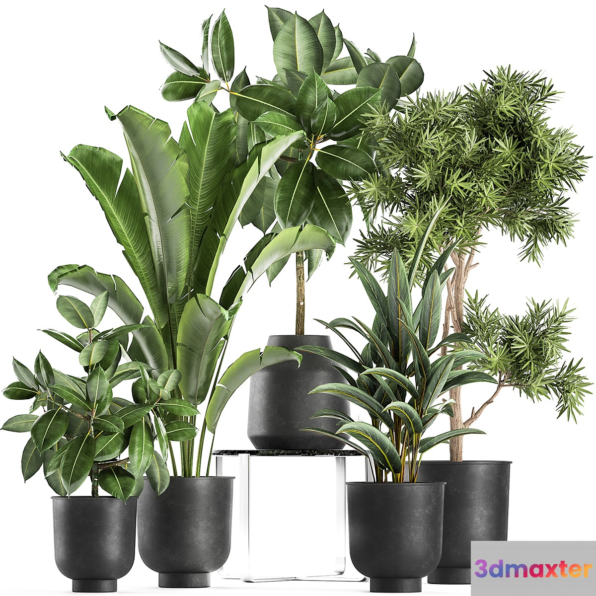 Collection of plants in black pots with Fiucus tree Banana palm Strelitzia. Set 855. 3D Max