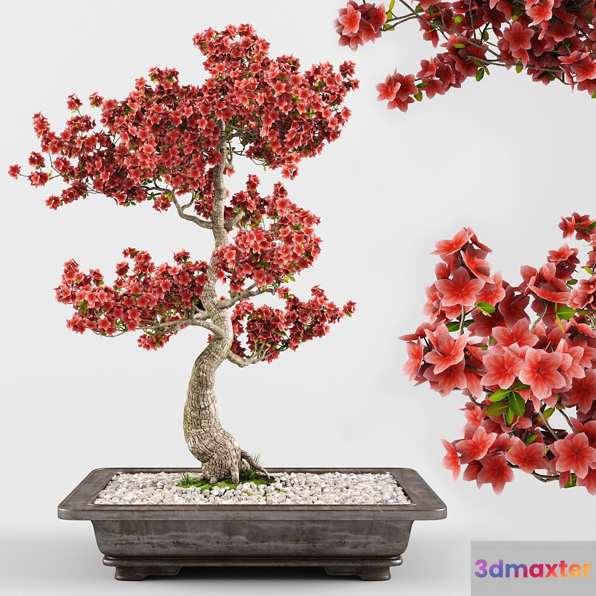Sakura Bonsai Tree 02