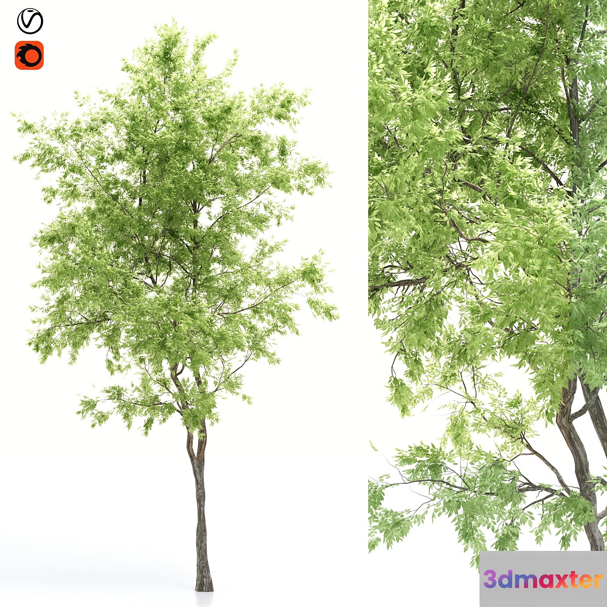 elder tree