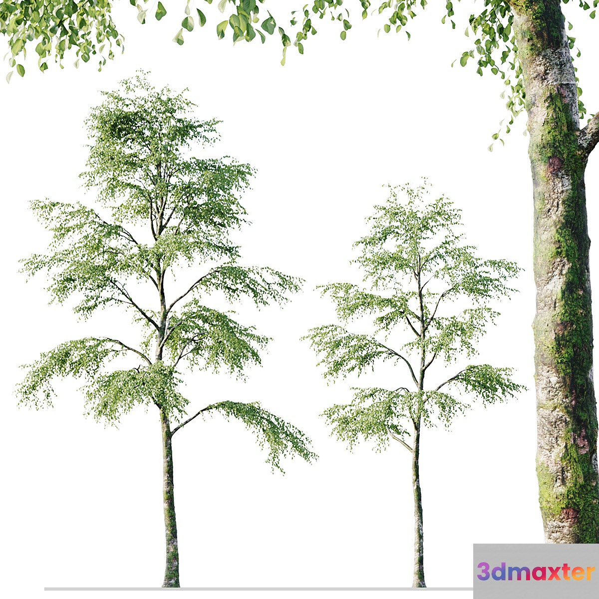 Alder 21m - No.2