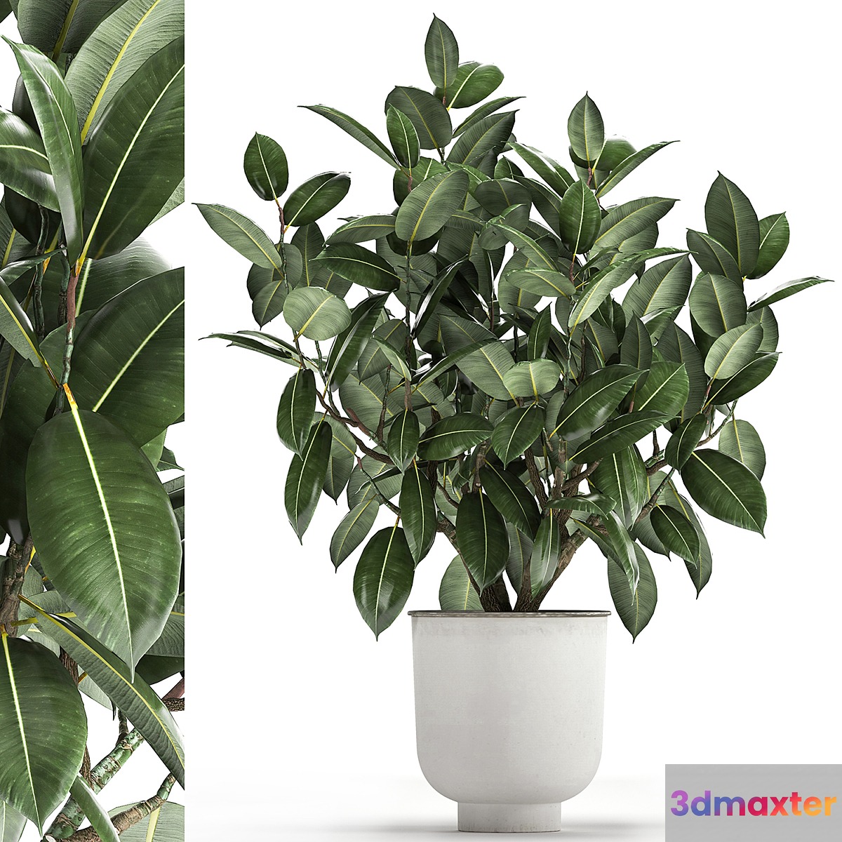 Beautiful lush flower tree Ficus elastic in a white metal pot for interior. 864.