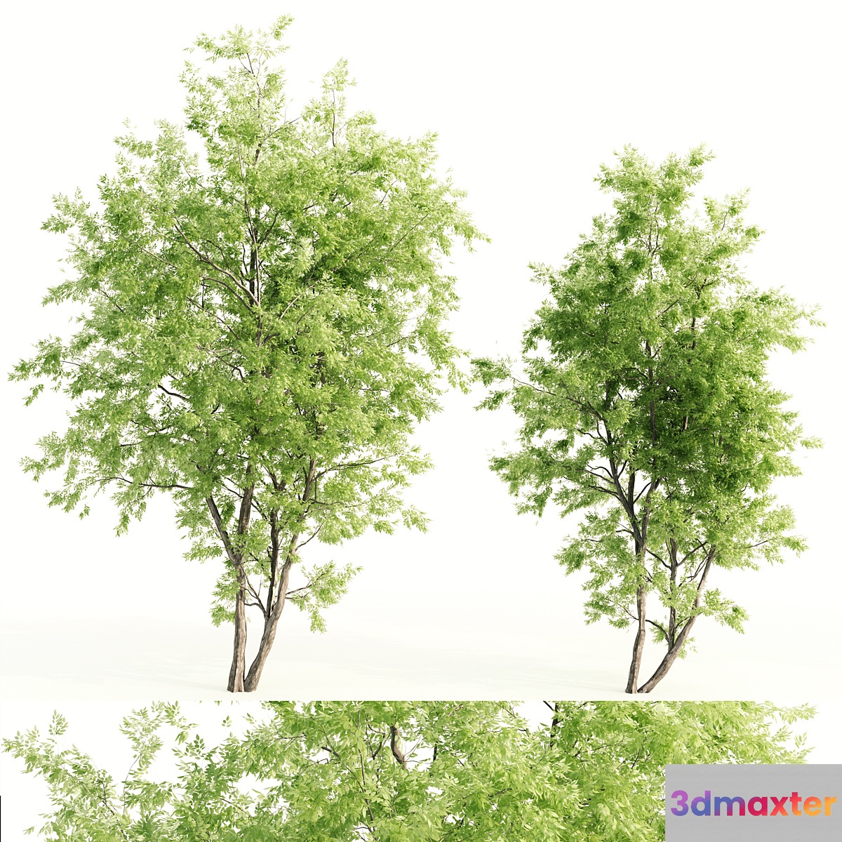 2 jam tree 3D Max