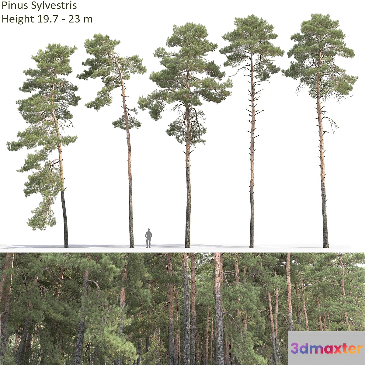 Pine - No.77