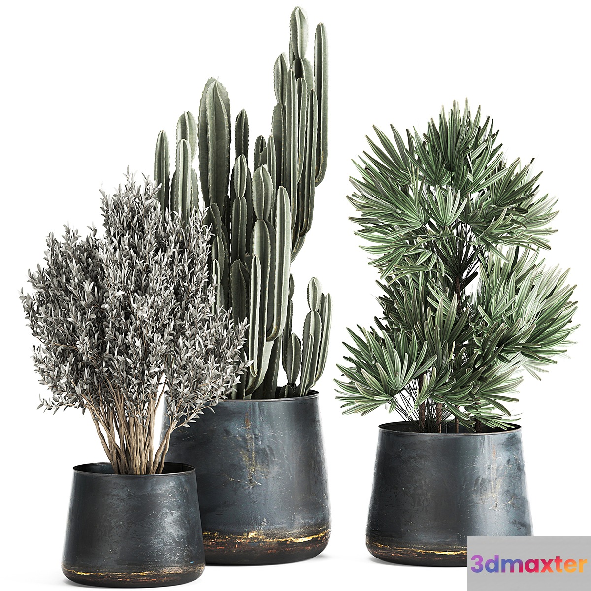 Collection of small plants in luxury pots with Cactus palm olive tree Rapeseed Raphis Cereus. Set 870. 3D Max