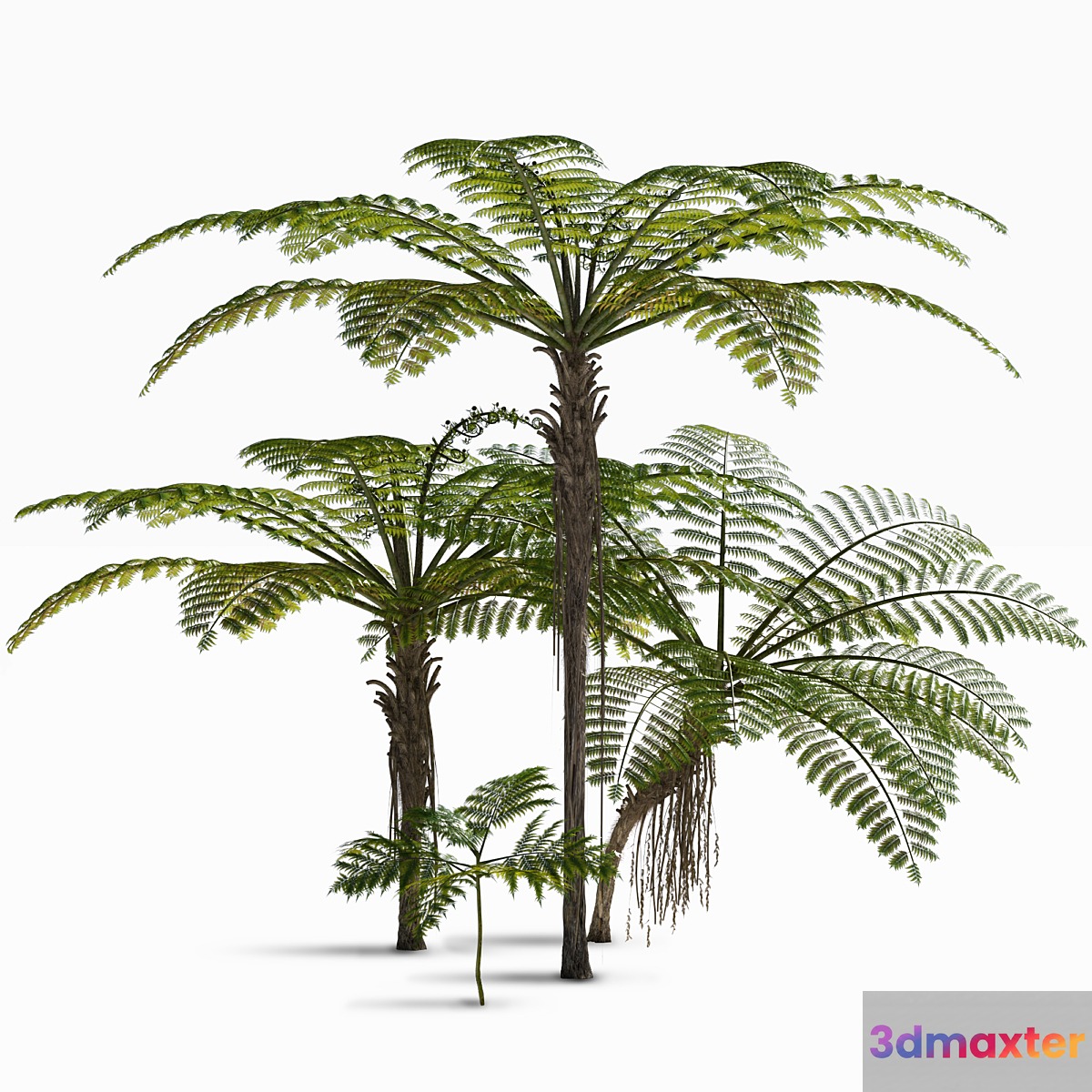 Treefern dicksonia antarctica 3D Max