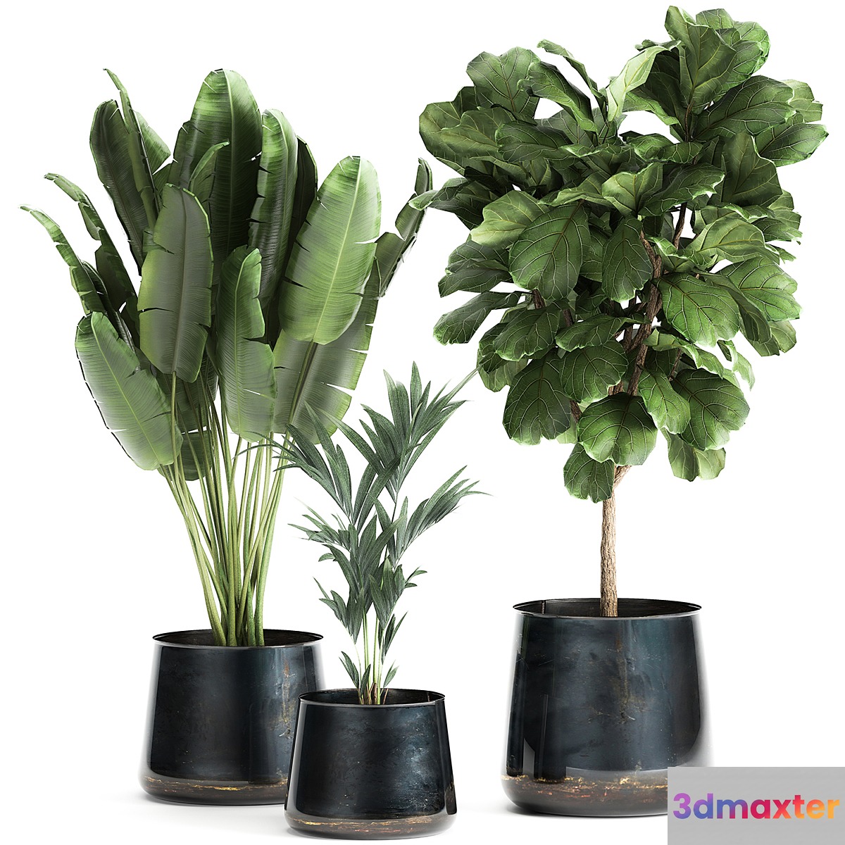 Collection of plants in stylish pots with a small tree Ficus lyrata Banana palm Howea . Set 873.