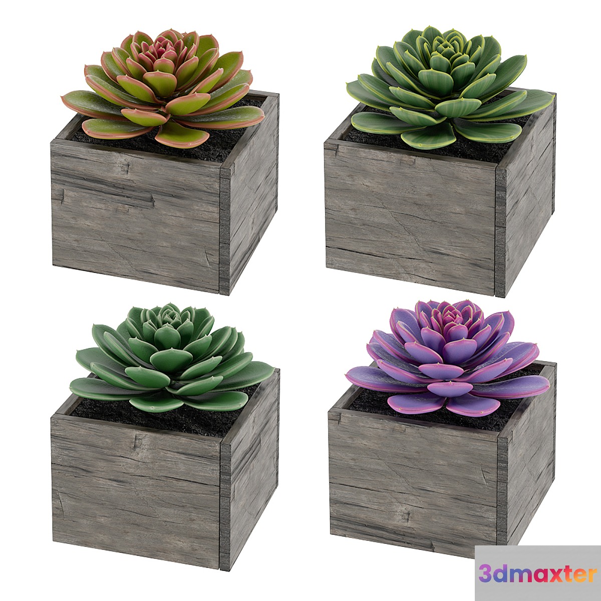 Succulents 3D Max