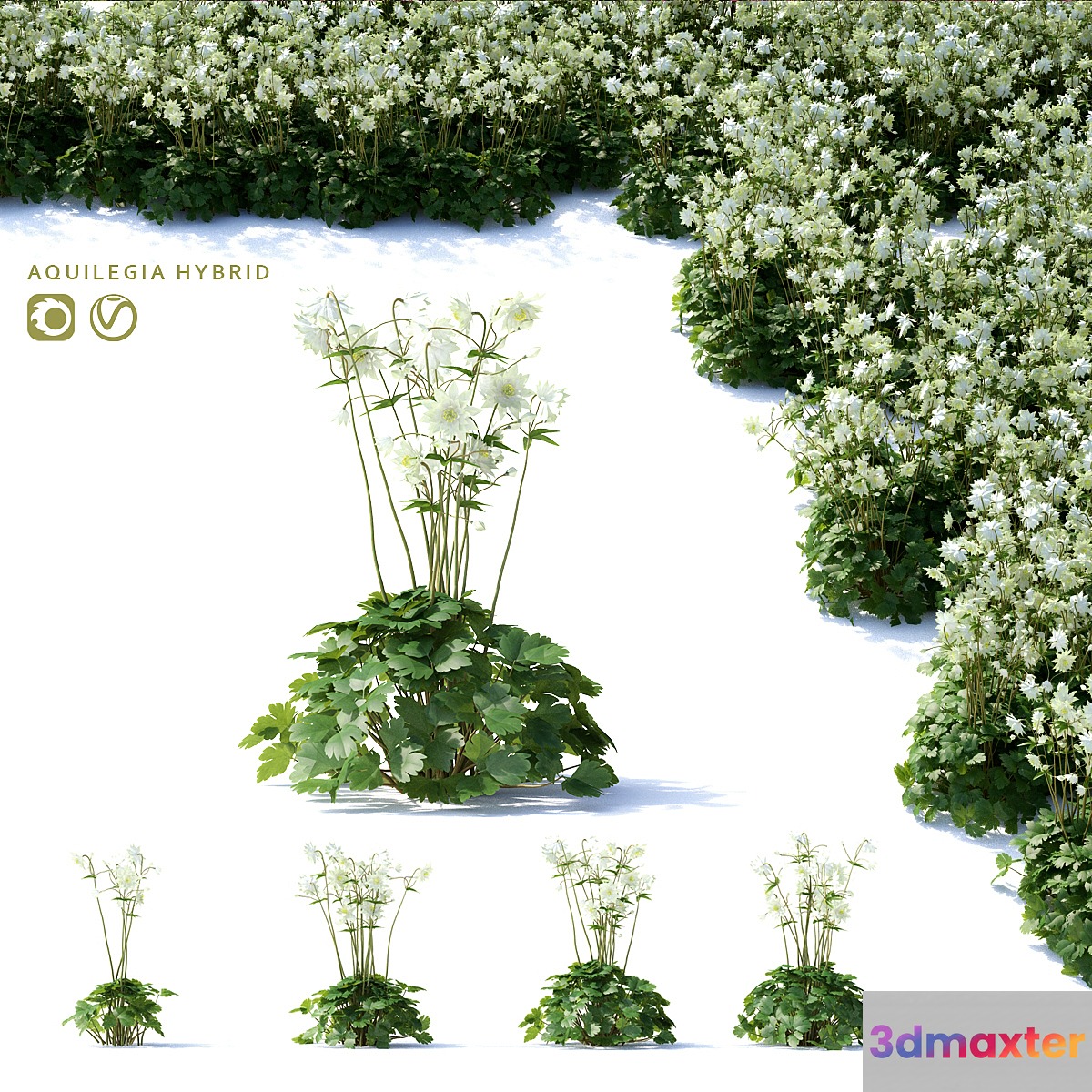 Aquilegia hybrid flowers | Aquilegia hybrid 3D Max