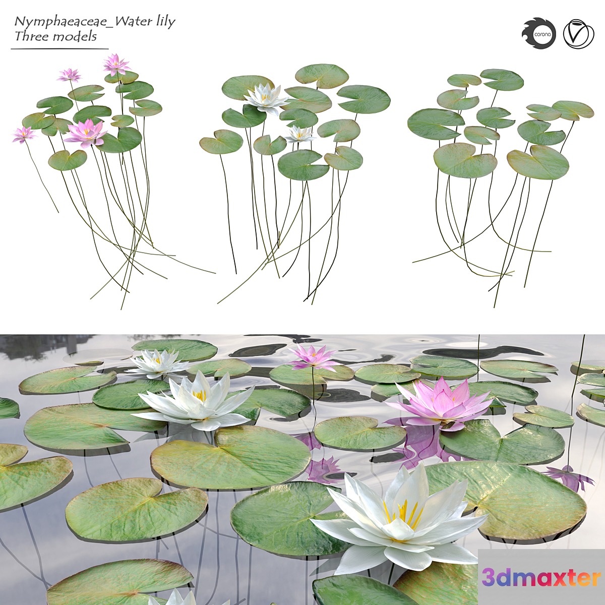 Nymphaeaceae Water Lily