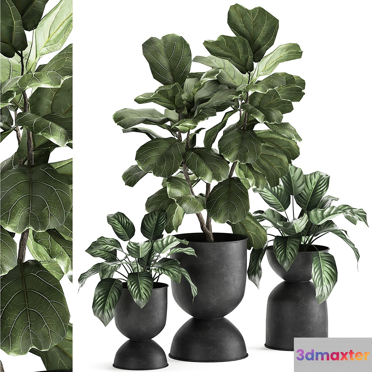 Collection of plants in black metal pots with Ficus lyrata decorative tree. Set 876. 3D Max