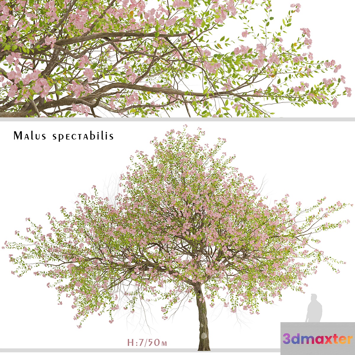 Malus spectabilis Tree (Chinese Flowering Crabapple) (1 Tree) 3D Max