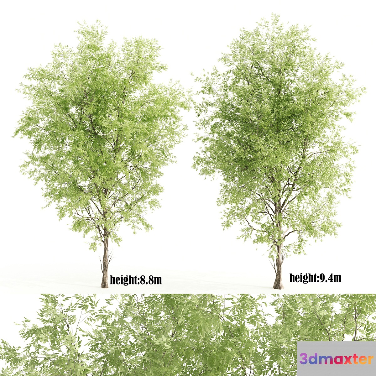 2 ashes tree 3D Max