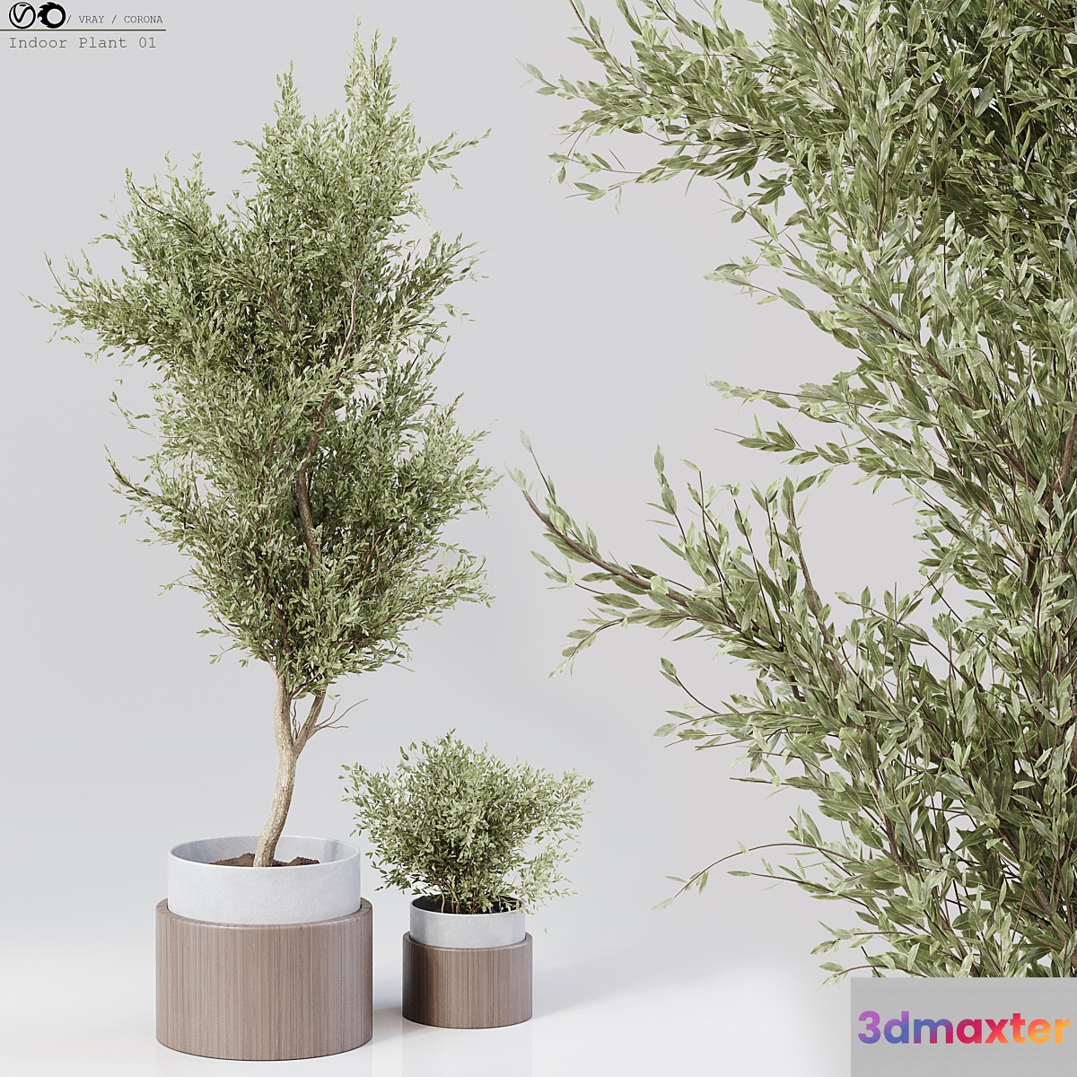 Indoor Plant 01 3D Max