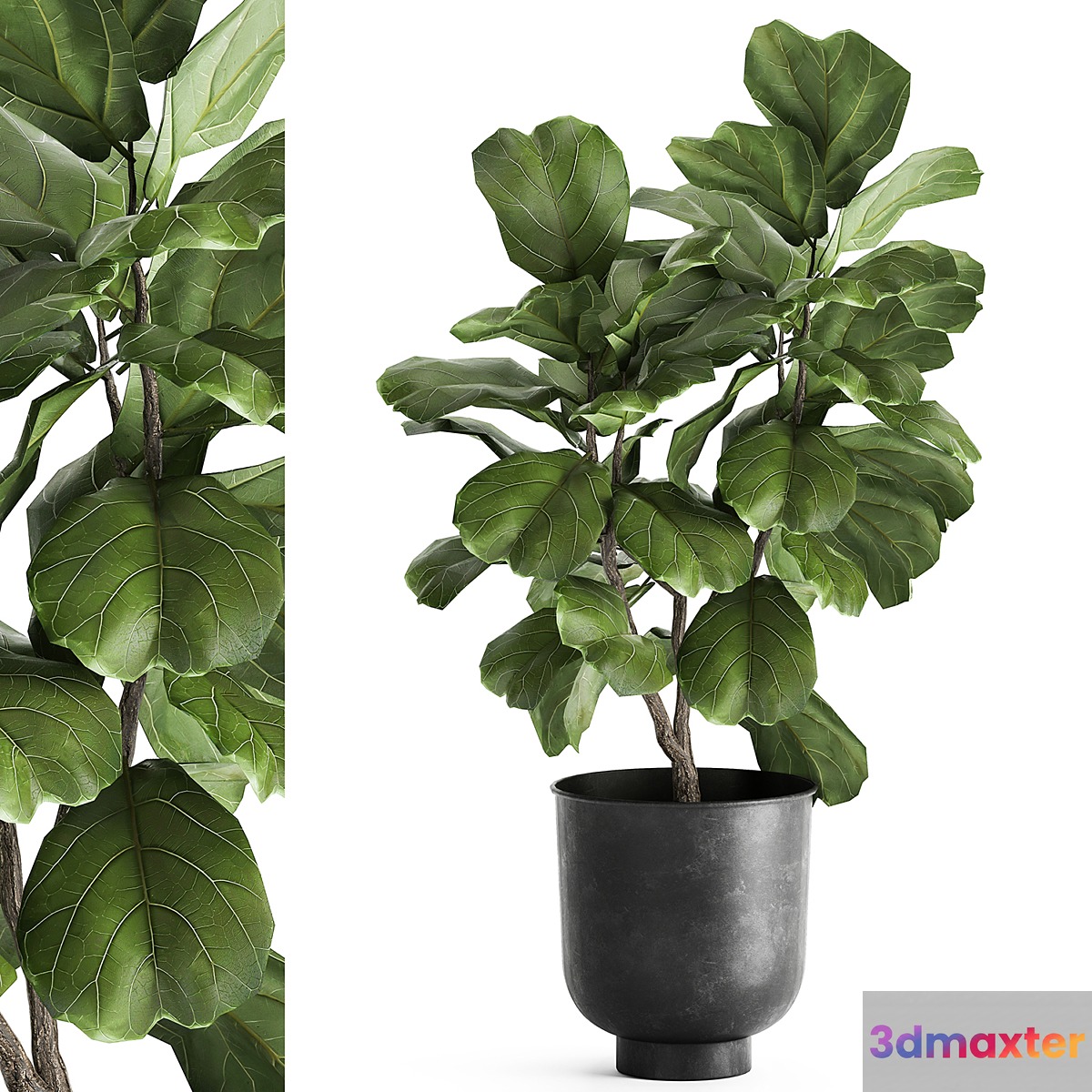 Decorative small tree in a black metal pot with Ficus lyrata. 878. 3D Max