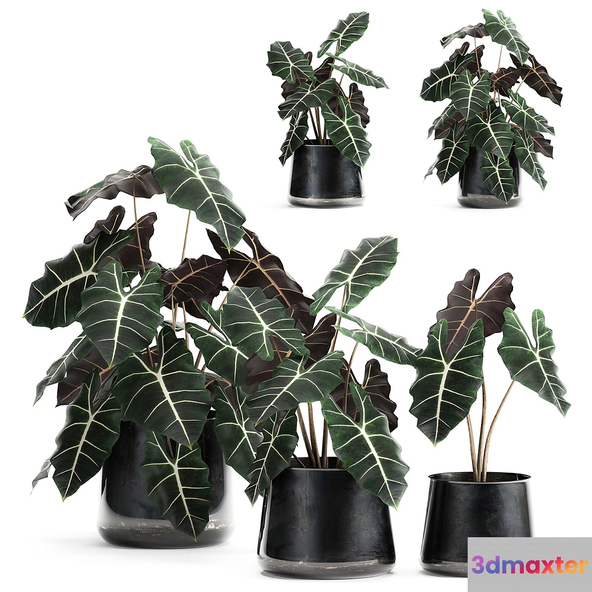 A collection of small exotic flowers in black metal pots with Alocasia Amazonica. Set 880. 3D Max