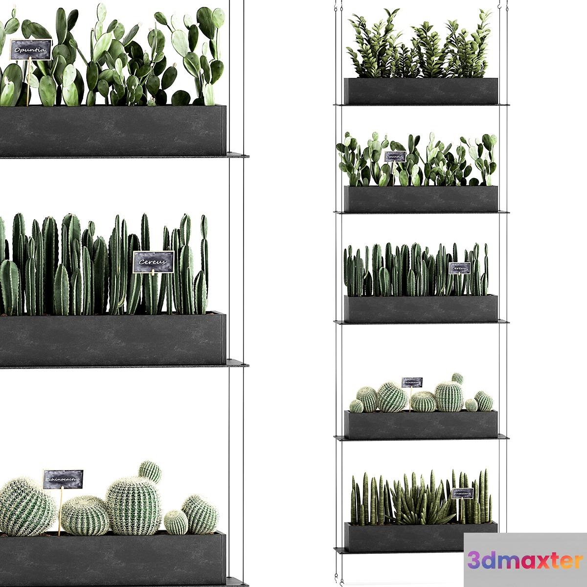 Vertical gardening home garden flower shelf with prickly pear cacti Cereus phytostena phytomodule. Set 66 3D Max