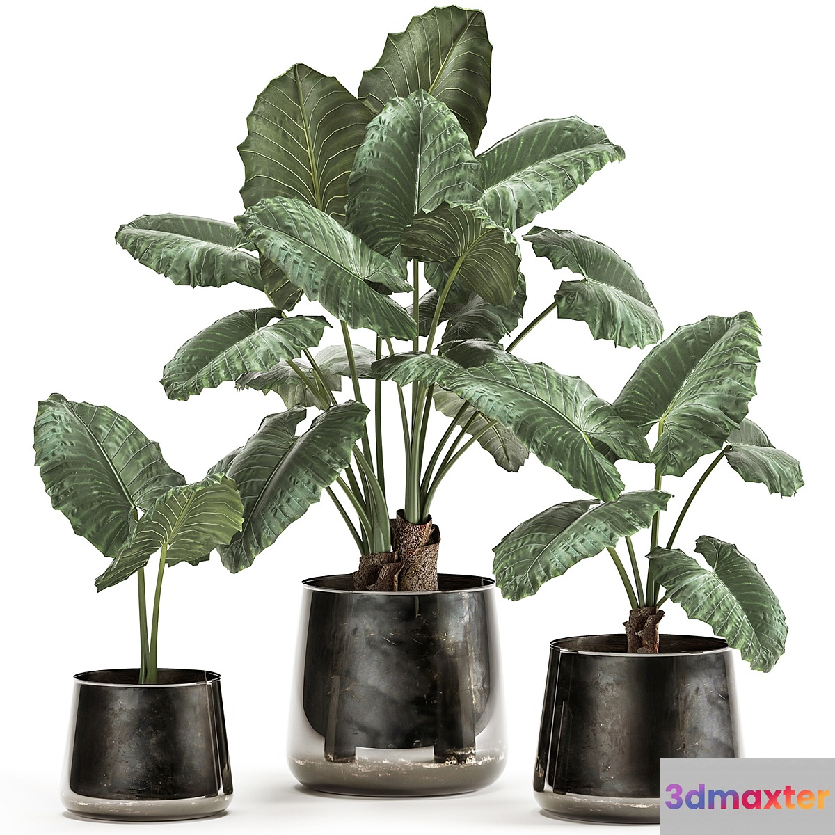 A collection of beautiful lush exotic flowers in black metal pots Alokasia. Set 881 3D Max