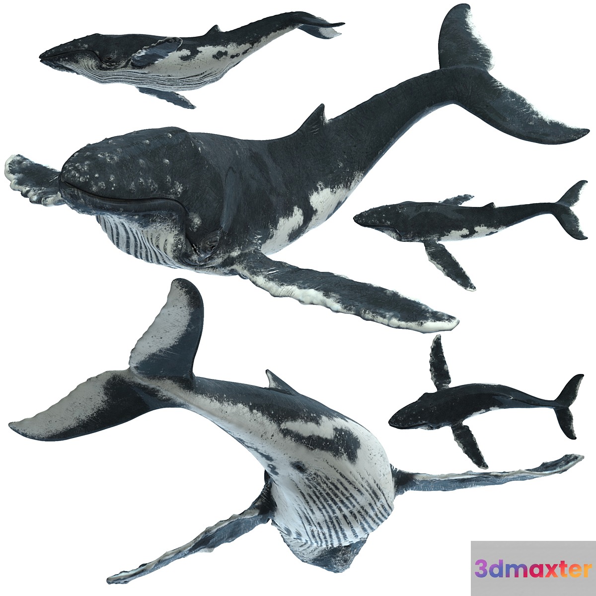 Humpback whale
