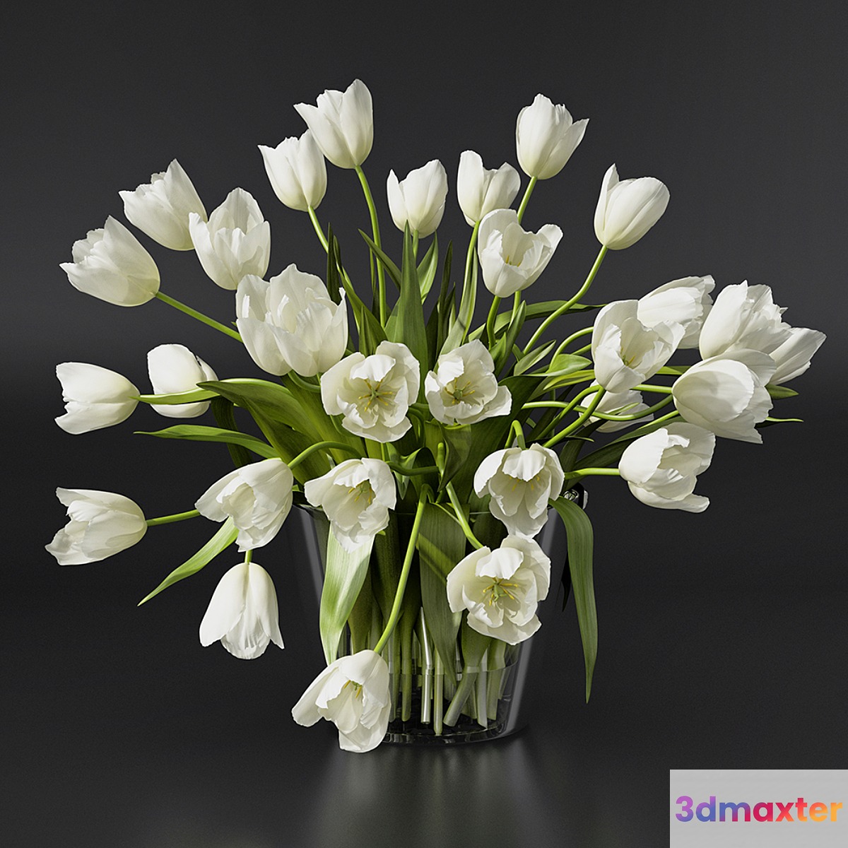 Tulips - No.5