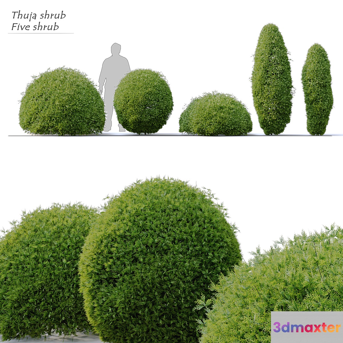 Thuja shrub