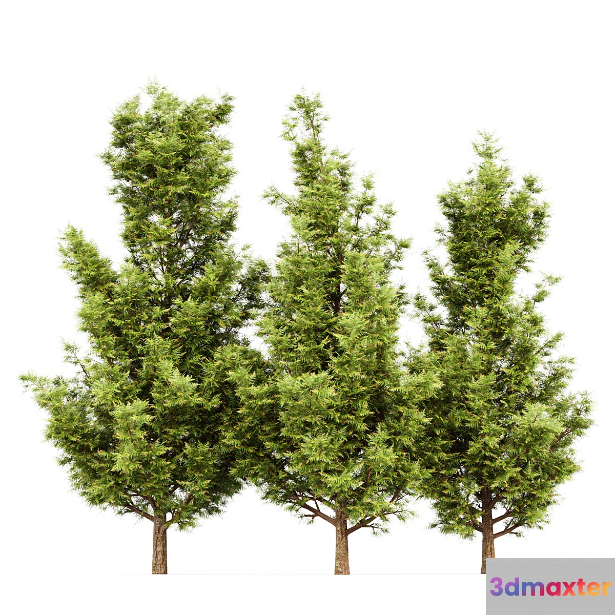 Leyland cypress - leylandi 3D Max
