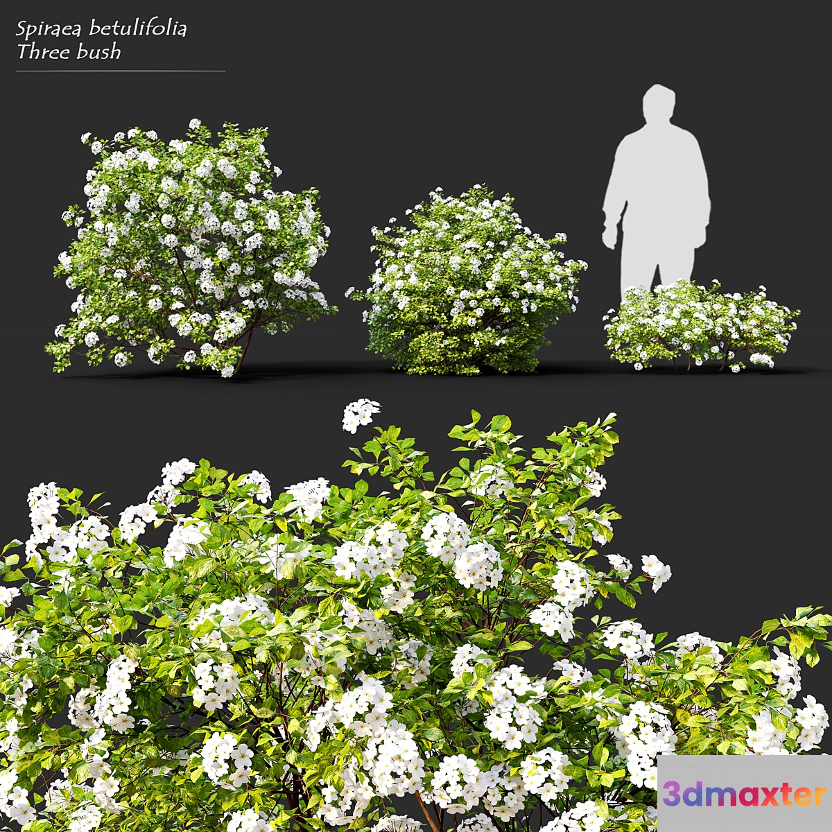 Spiraea betulifolia Tor 3D Max