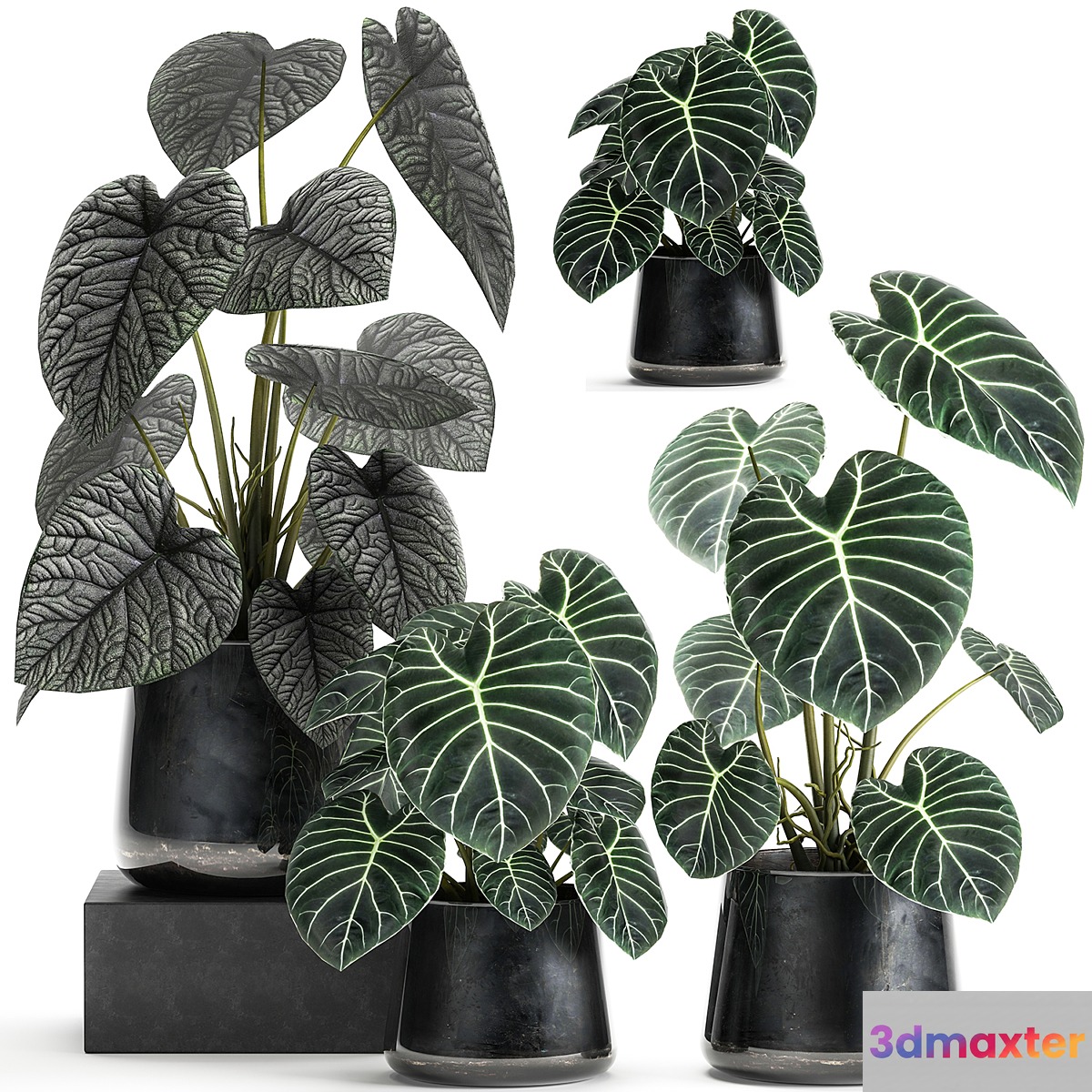 A collection of beautiful small exotic flowers in black metal pots Anthurium crystal. Set 885