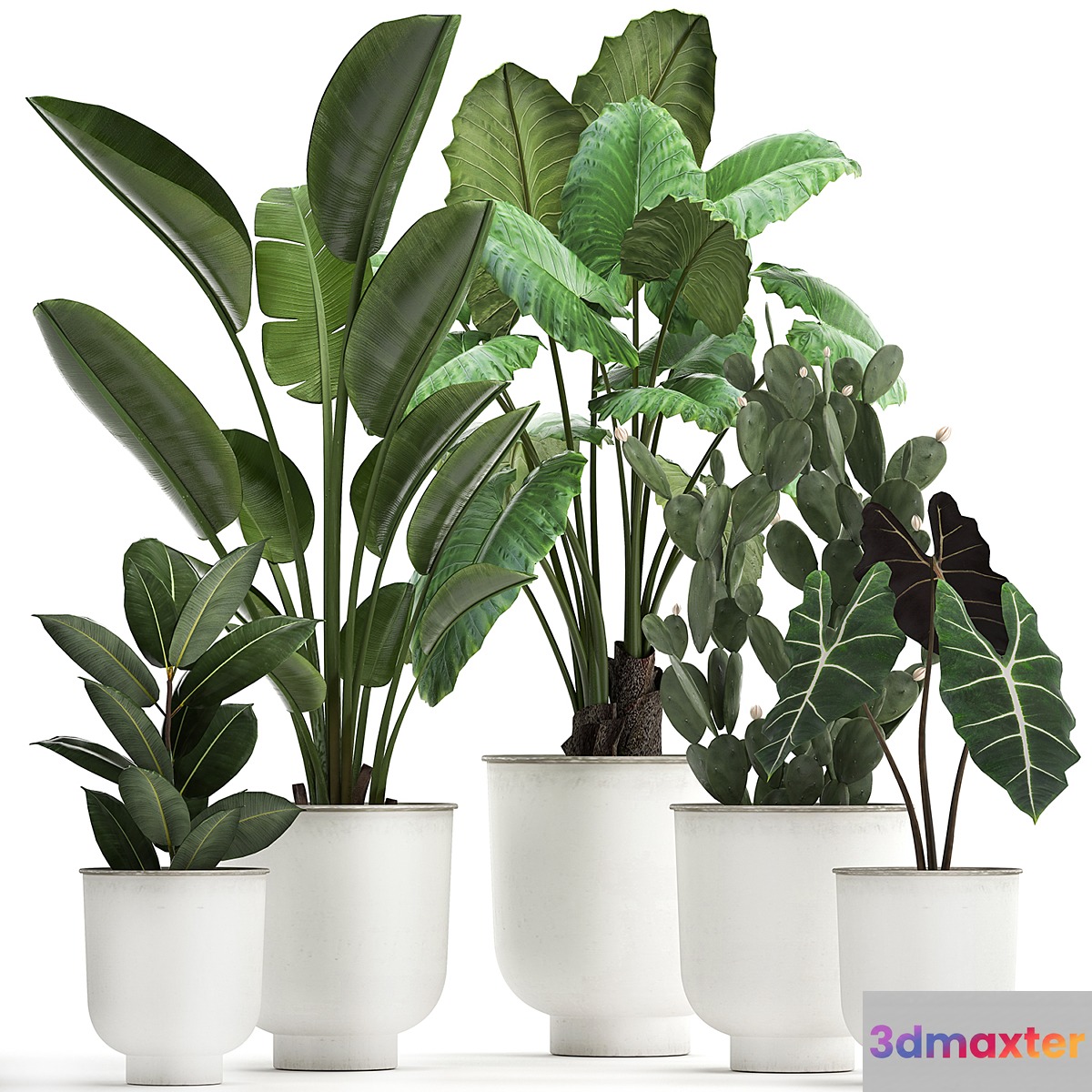 Collection of plants in white pots with strelitzia banana cactus Alokasia. Set 886. 3D Max