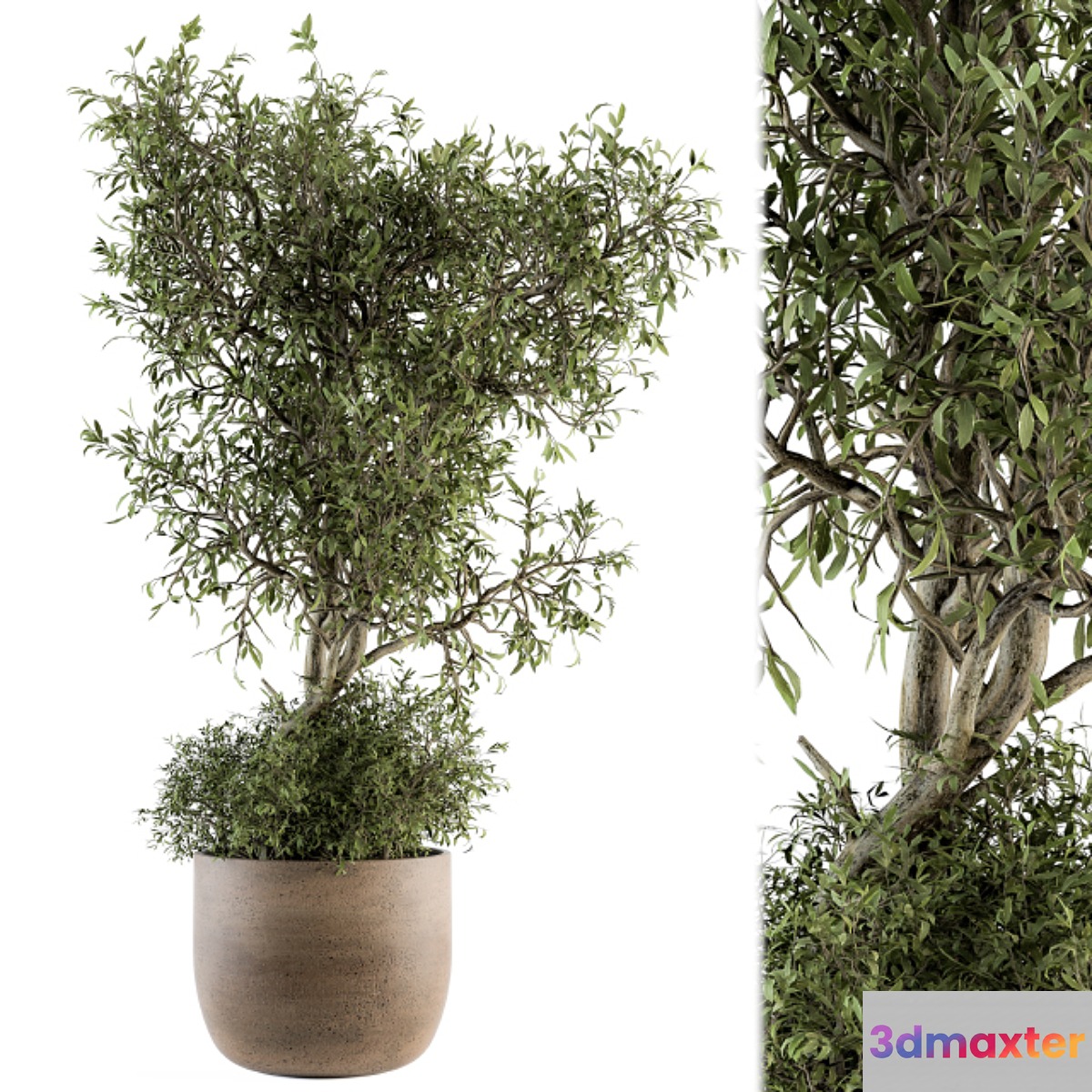 Outdoor Plant Set 178 - Plant in Pot 3D Max